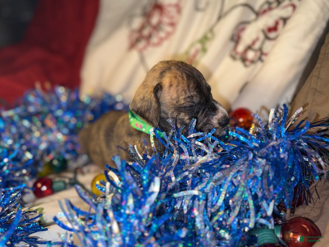 Great Dane dogs for sale: Max - Ad 10