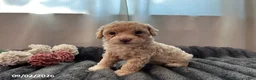 Miniature Poodle dogs for sale: Tippy - Ad 2
