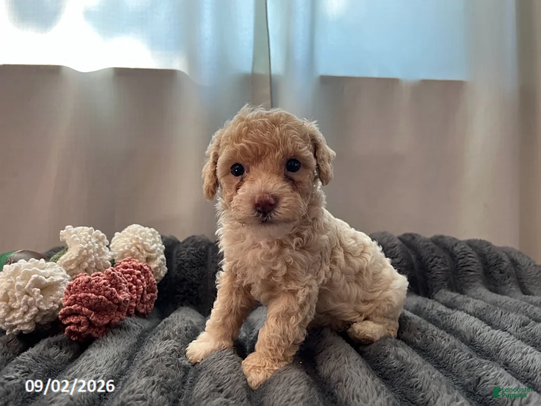 Miniature Poodle dogs for sale: Tippy - Ad 2