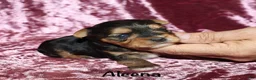 Yorkshire Terrier dogs for sale: Aleena - Ad 3