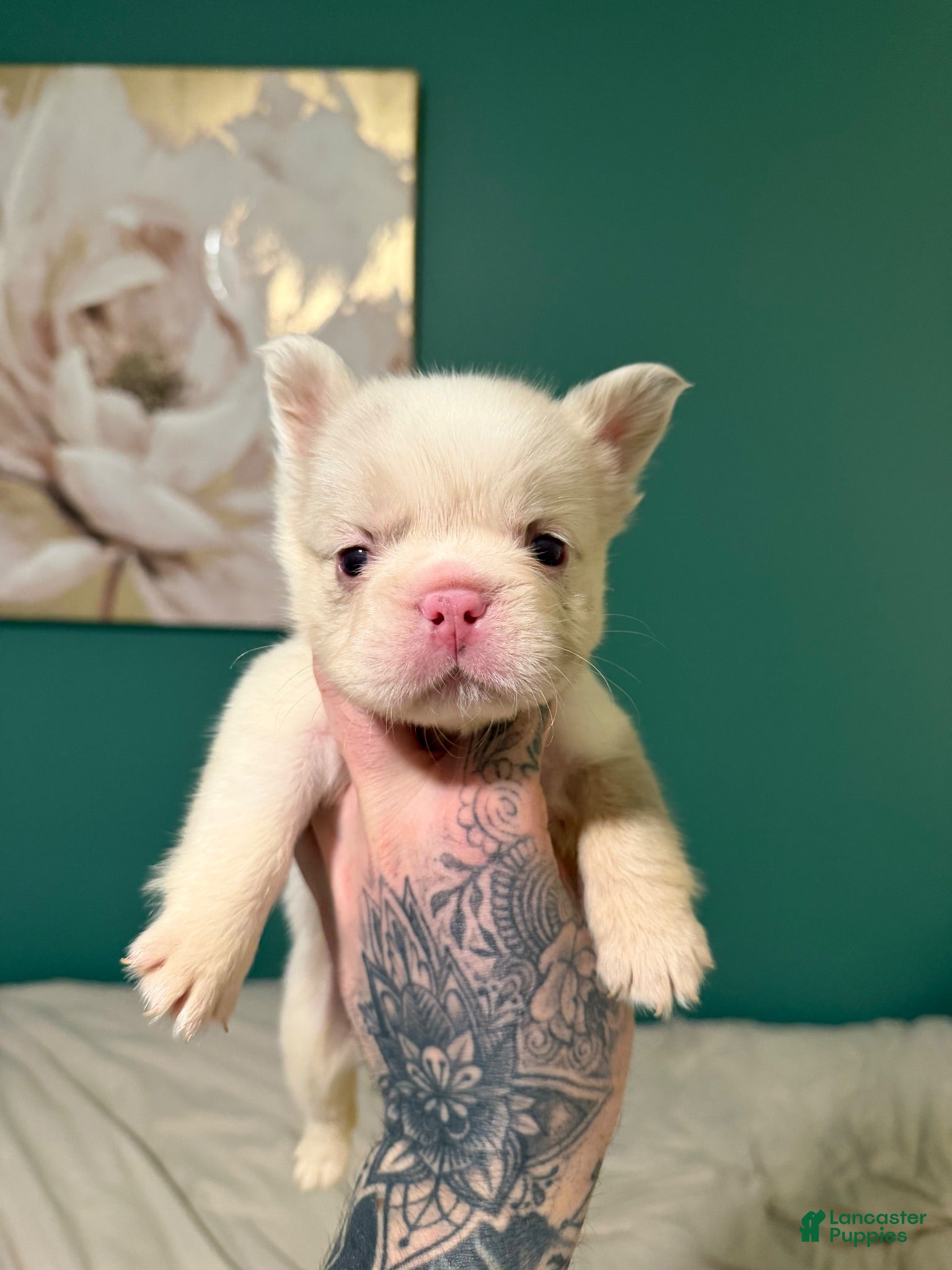 French Bulldog dogs French Bulldog 2 - Ad 1