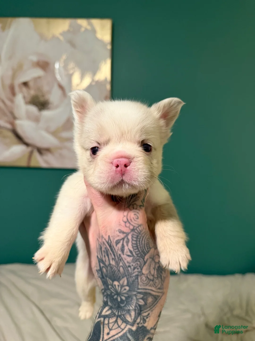 French Bulldog dogs for sale: French Bulldog 2 - Ad 1