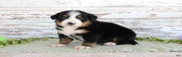 Bernese Mountain Dog dogs for sale: Madison - Ad 2