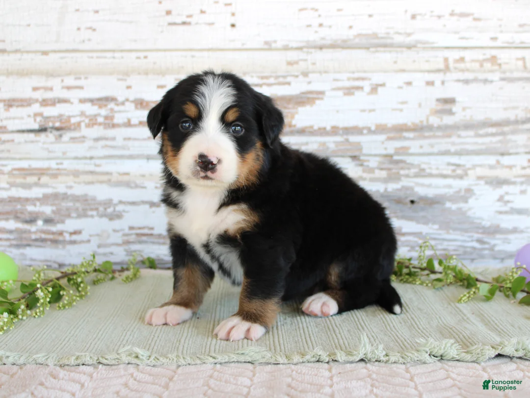 Bernese Mountain Dog dogs for sale: Madison - Ad 2