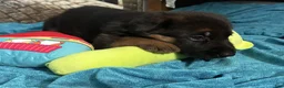 German Shepherd dogs for sale: Veronica - Ad 19