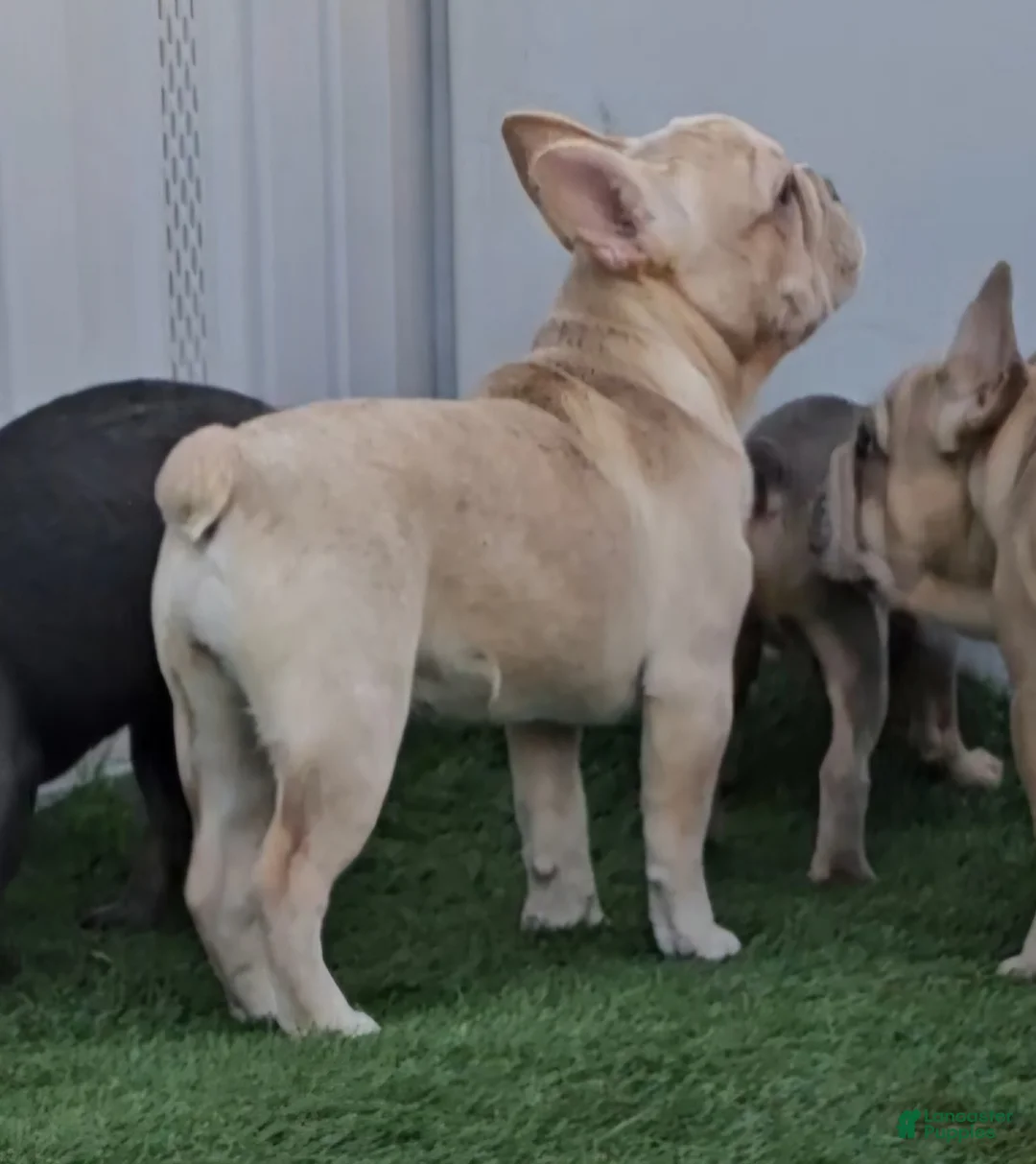 French Bulldog dogs for sale: French Bulldog Puppy 2 - Ad 24