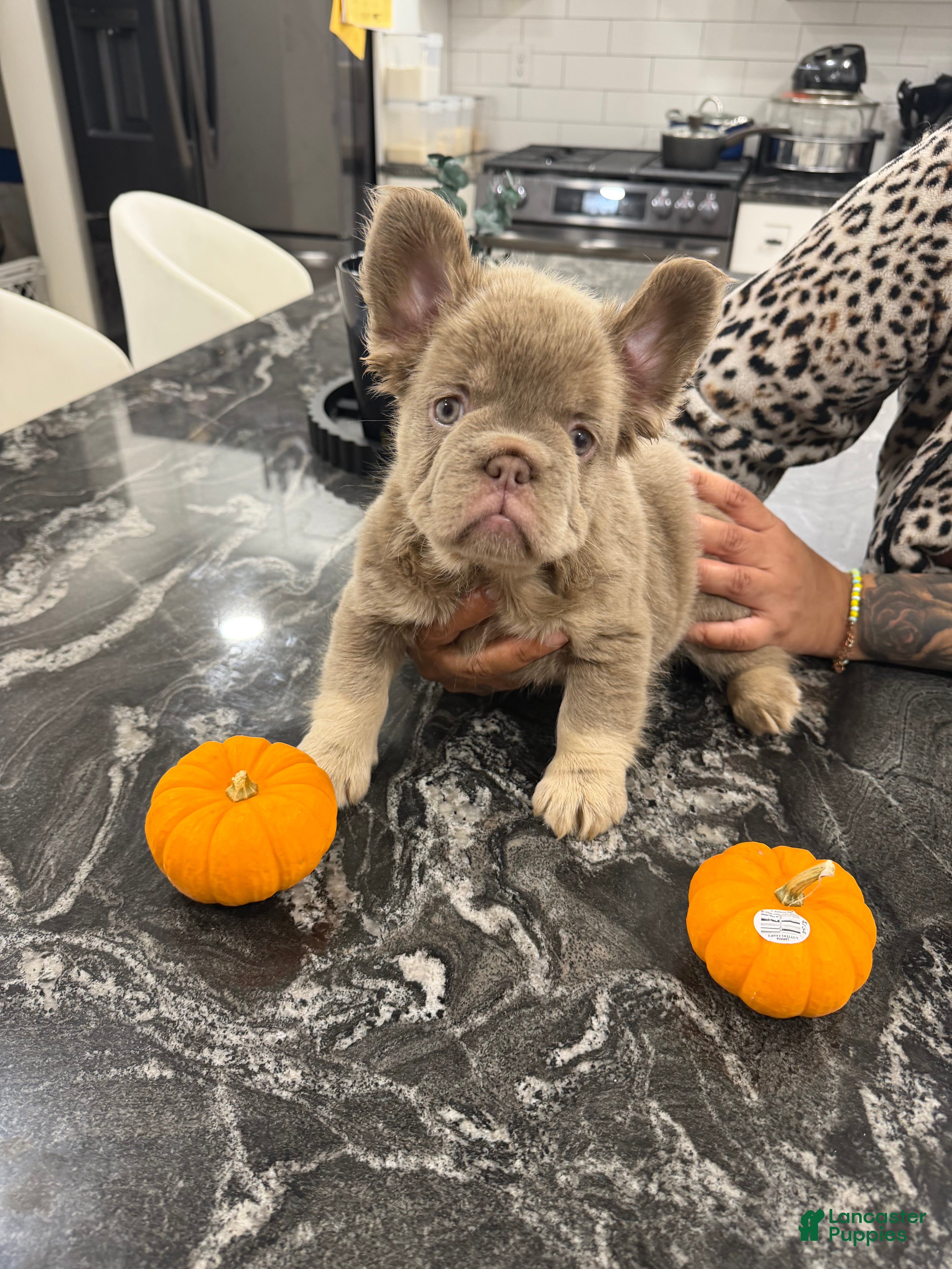 French Bulldog dogs Pineapple  - Ad 1