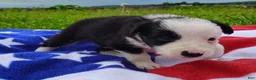 Border Collie dogs for sale: Skipper  - Ad 15