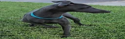 Italian Greyhound dogs for sale: Ace - Ad 5