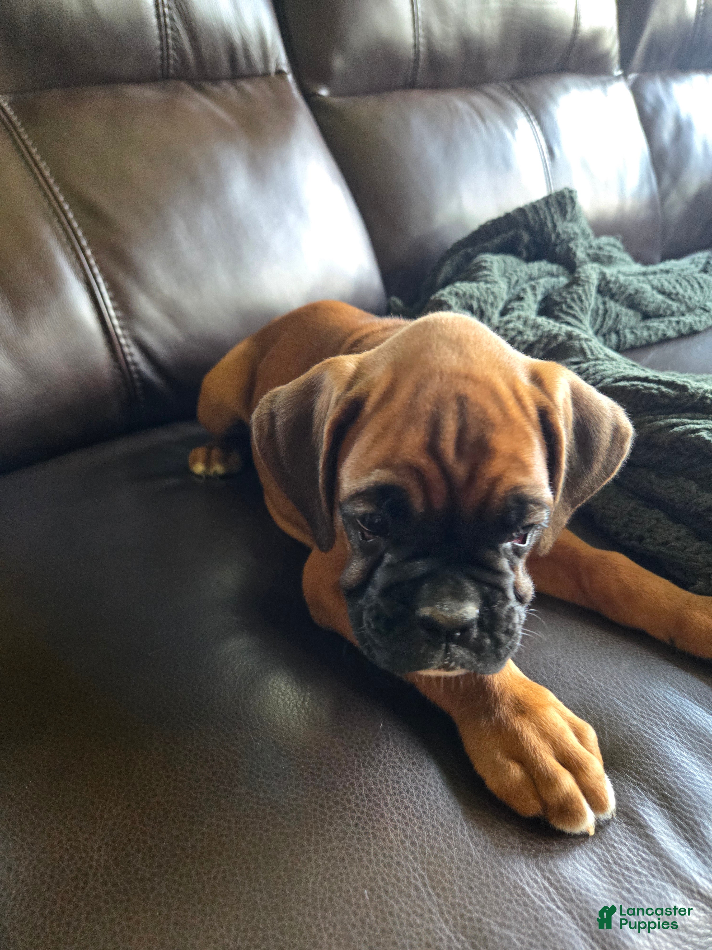 Boxer dogs Barkley  - Ad 2