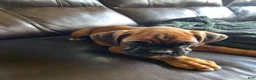 Boxer dogs for sale: Barkley  - Ad 6