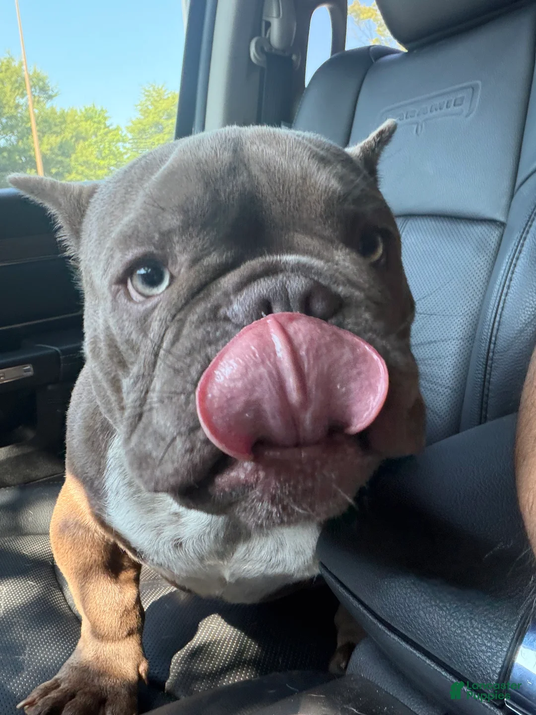 American Bully dogs for sale: Dante - Ad 3
