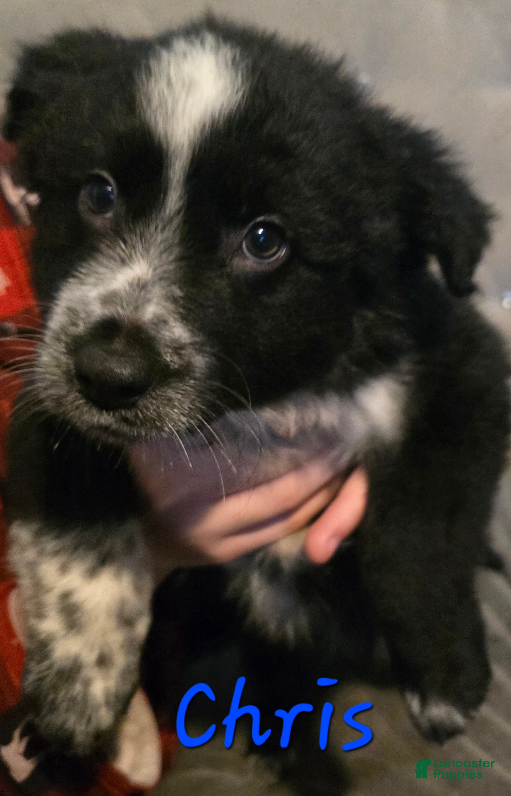 Mixed Breed dogs Male 1 (chris) - Ad 9