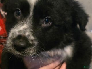 Mixed Breed dogs Male 1 (chris) - Ad 35