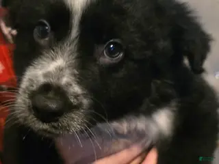 Mixed Breed dogs Male 1 (chris) - Ad 12