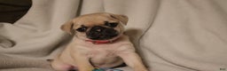 Pug dogs for sale: Pippi - AKC - Ad 1