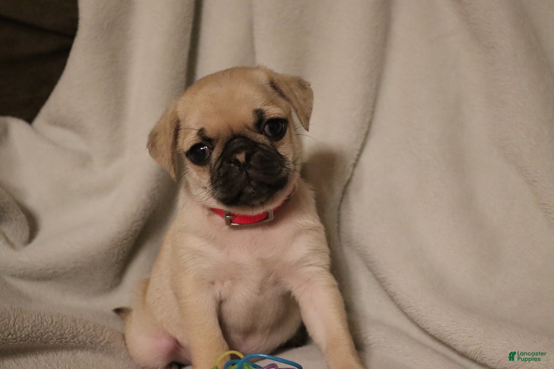 Pug dogs for sale: Pippi - AKC - Ad 1