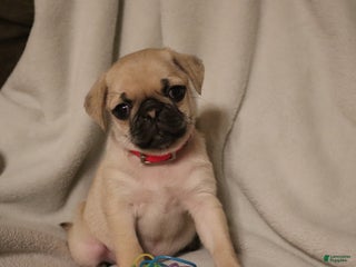 Pug dogs Pippi - Ad 42
