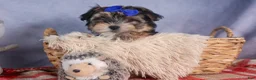 Morkie dogs for sale: Newton - Ad 3