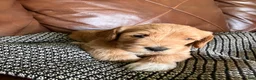 Labradoodle dogs for sale: Fresca - Ad 1