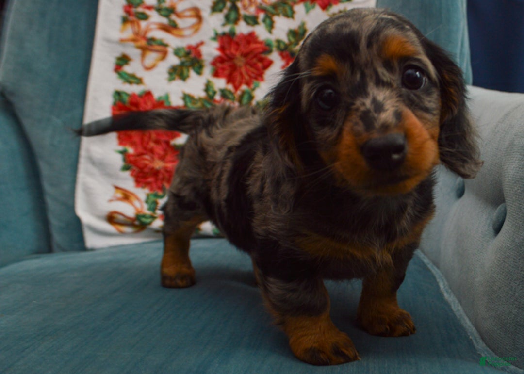 Dachshund dogs for sale: Winnie - Ad 5