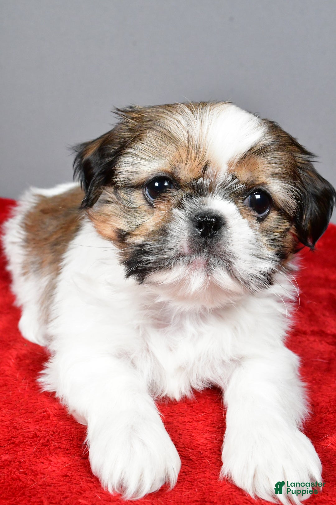 Shih Tzu dogs for sale: Noel - Ad 6