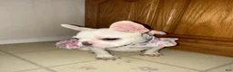French Bulldog dogs for sale: French Bulldog 2 - Ad 3