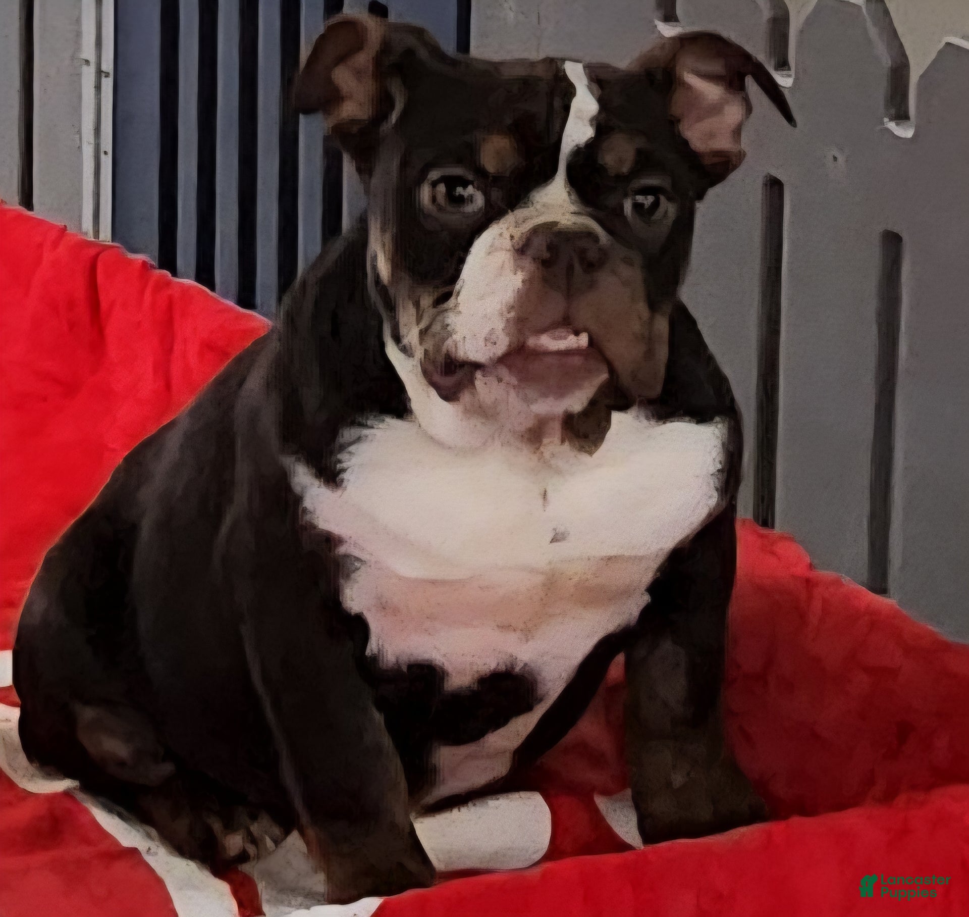 English Bulldog dogs Kathy - Ad 16
