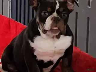 English Bulldog dogs Kathy - Ad 22