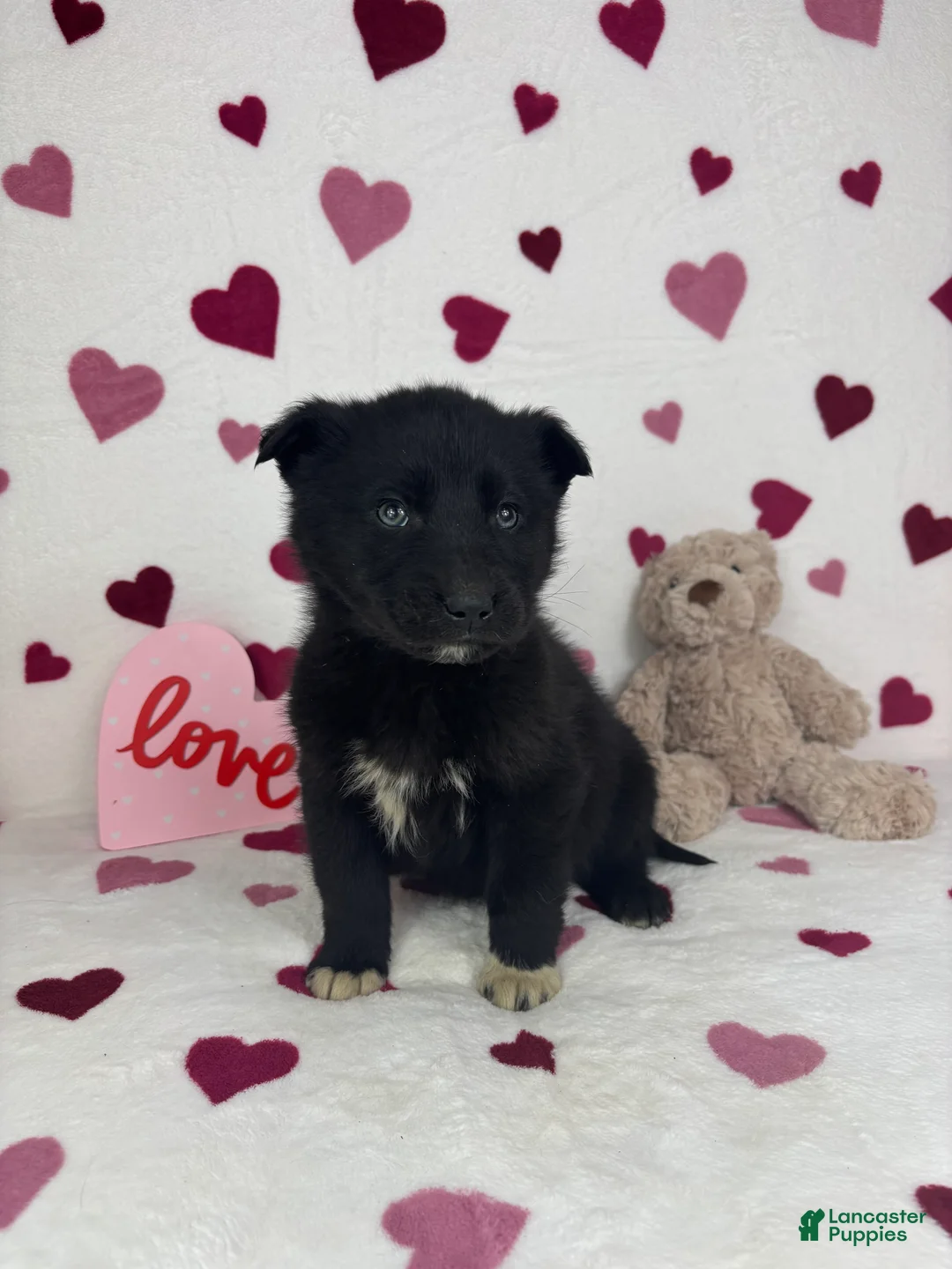 Mixed Breed dogs for sale: Cooper - Ad 3