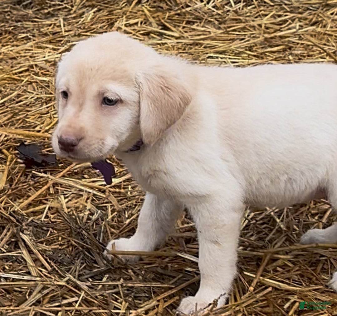 Labrador Retriever dogs for sale: Labrador Retriever Puppy 1 - Ad 5