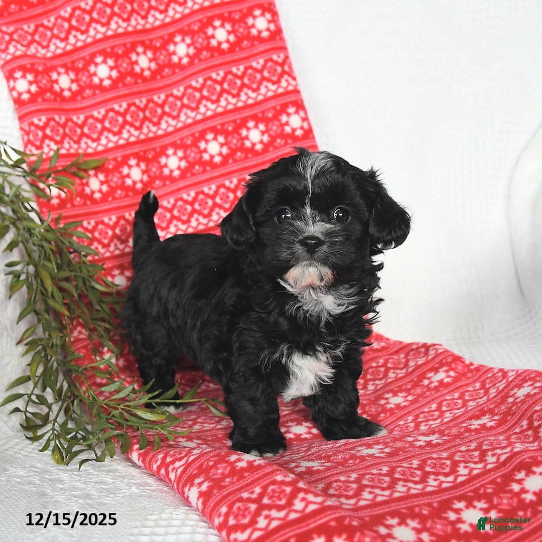 Mixed Breed dogs for sale: Molly - Ad 1