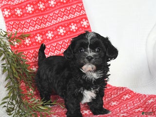 Mixed Breed dogs Molly - Ad 10