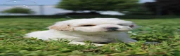 Bichpoo dogs for sale: Sable - Ad 5