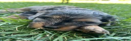 Mixed Breed dogs for sale: Red Munchkin Bernedoodle - Ad 7