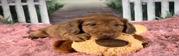 Miniature Dachshund dogs for sale: AKC-Brody - Ad 8