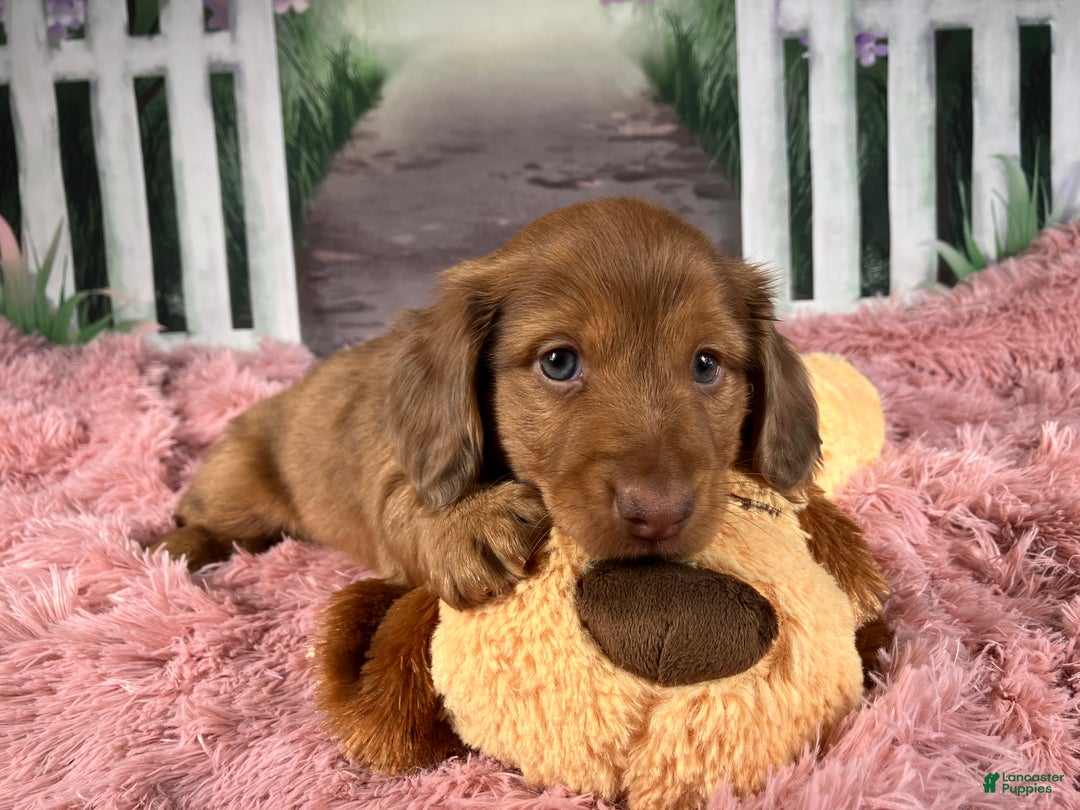 Miniature Dachshund dogs for sale: AKC-Brody - Ad 8