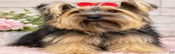 Yorkshire Terrier dogs for sale: Kiki 1.6lbs - Ad 3