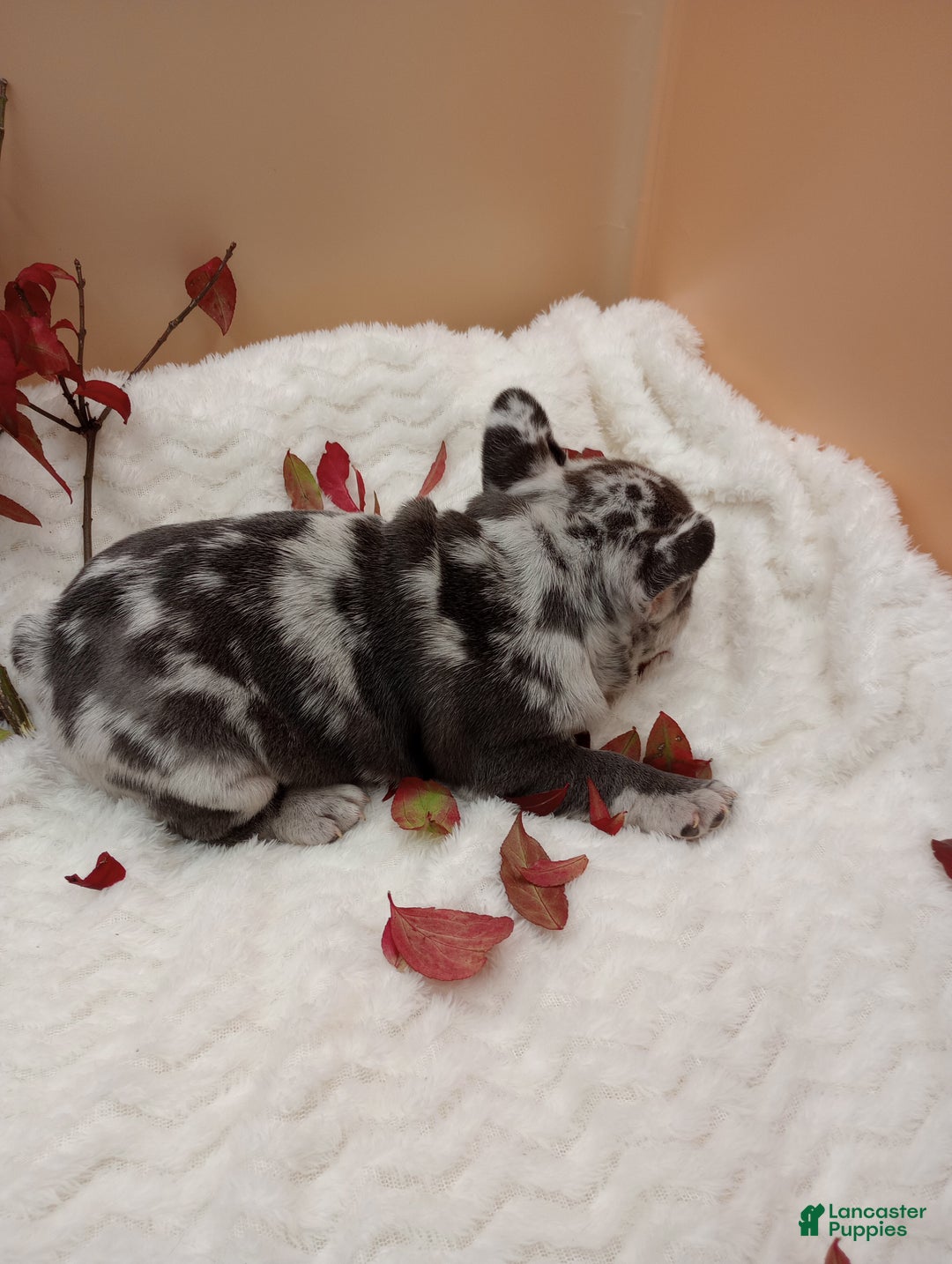 French Bulldog dogs for sale: Hunter  - Ad 11