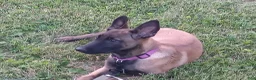 Belgian Malinois dogs for sale: Juneau - Ad 2