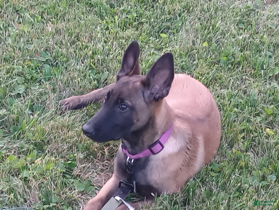 Belgian Malinois dogs for sale: Juneau - Ad 2