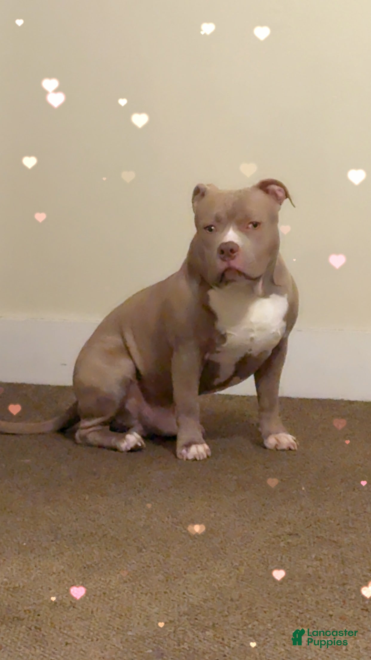 American Bully dogs American Bully Puppy 1 - Ad 4