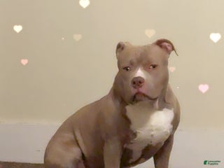 American Bully dogs American Bully Puppy 1 - Ad 4