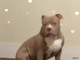 American Bully dogs American Bully Puppy 1 - Ad 1