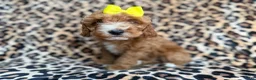 Cockapoo dogs for sale: Janey - Ad 8