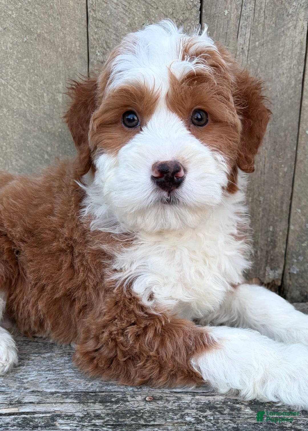 Mini Bernedoodle dogs for sale: 💙 IN BOSTON MASSACHUSETTS AREA 💙 RED AND WHITE TUXEDO BOY 💙 MINI BERNEDOODLE 💙 - Ad 2