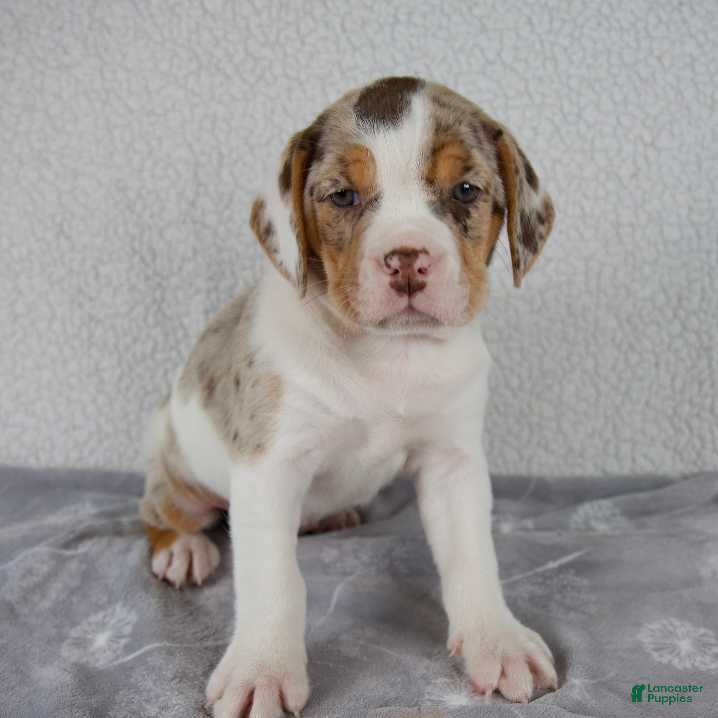 Beabull dogs Willow - Ad 1