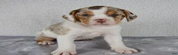 Beabull dogs for sale: Willow - Ad 1