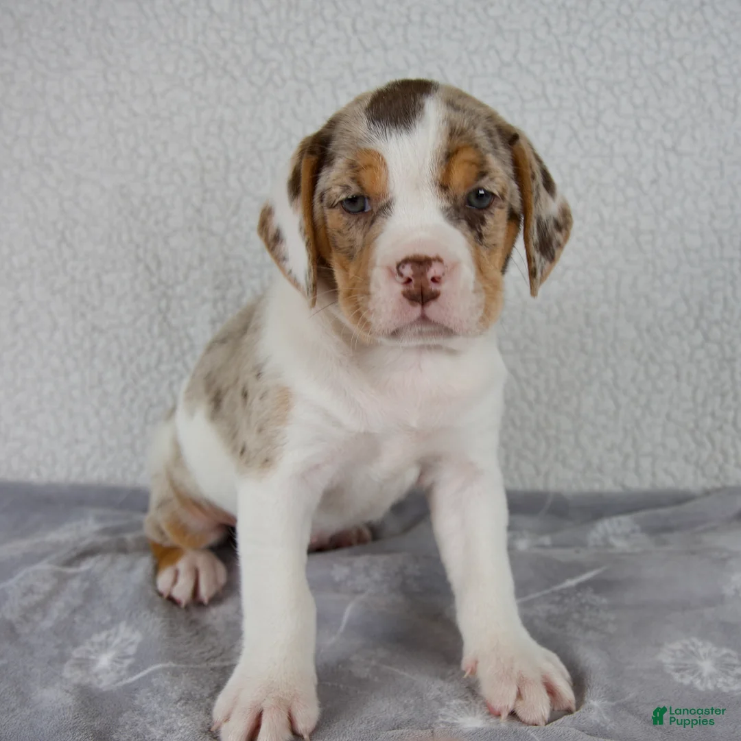 Beabull dogs for sale: Willow - Ad 1