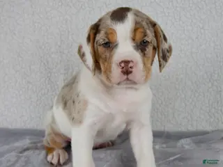 Beabull dogs for sale: Willow - Ad 4